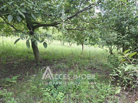 Teren pentru construcții 13 ari. Grătiești, str. Livezilor!: 2