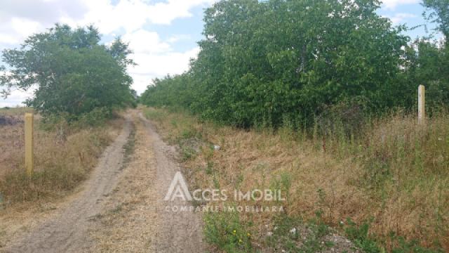 Teren pentru construcții 15 ari, Boșcana!: 1