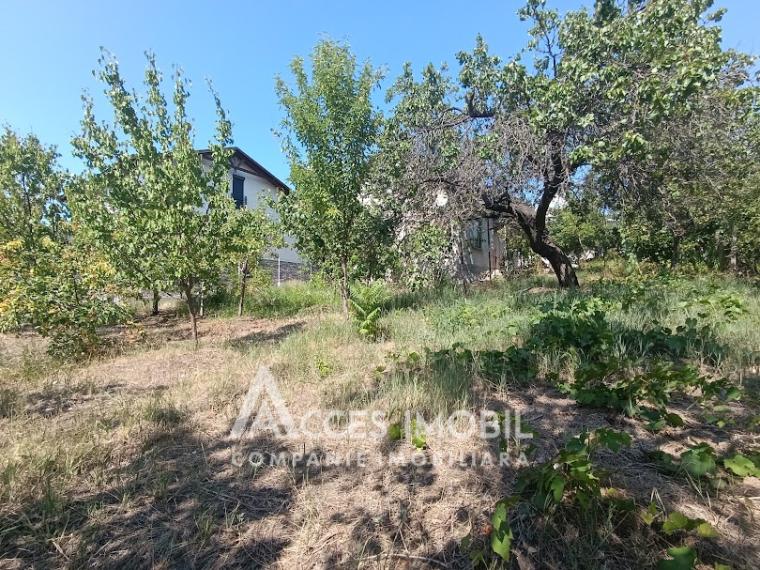 Teren pomicol 6 ari, Codru, str. Ip Vierul!: 0