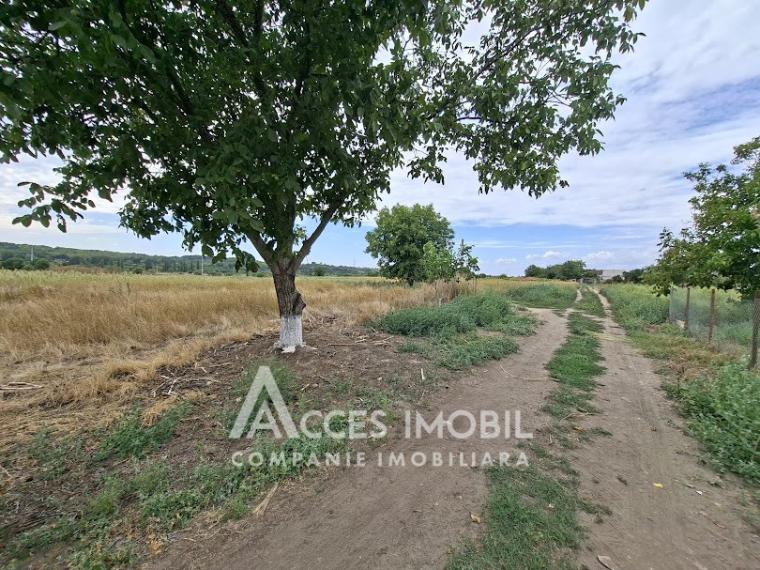 Земля сельскохозяйственного назначения 50 соток! село Бык, ул. Грэдинарилор!: 5