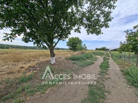 Земля сельскохозяйственного назначения 50 соток! село Бык, ул. Грэдинарилор!: 5